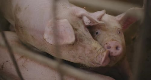 Swine Pigs Husbandry Modern Pig Farm Livestock Farm Pork Production