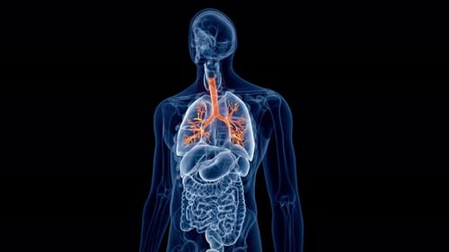Human lungs and bronchial tree anatomy in 3d medical animation