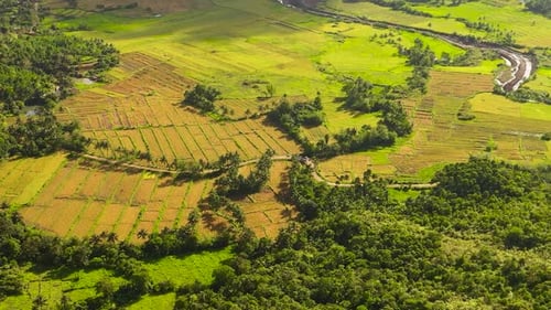 Aerial View of Rural Farmland and Forest
