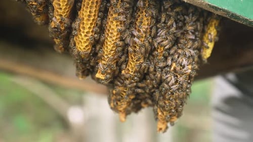 Natural Honey Comb Horizontal Structure inside a Bee Hive, Bees building a Honey Comb