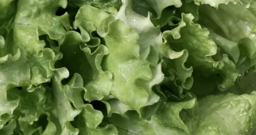 Fresh Green Lettuce with Water Droplets Close Up