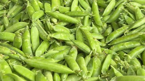 a huge pile of freshly picked green peas