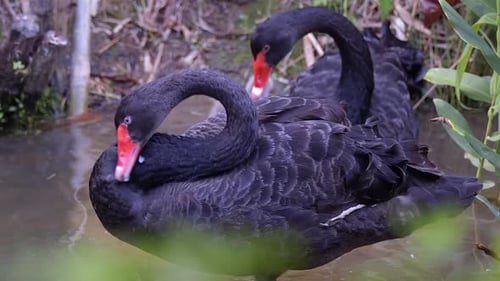 Wunderschöne schwarze Schwäne, die sich am Seewasser putzen - Zeitlupe
