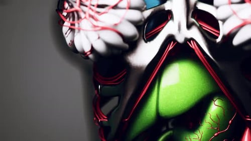 Detailed 3D Medical Animation of Female Anatomy and Organs