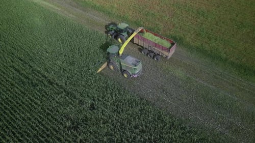 Corn Silage Harvesting with Forage Harvester on Field