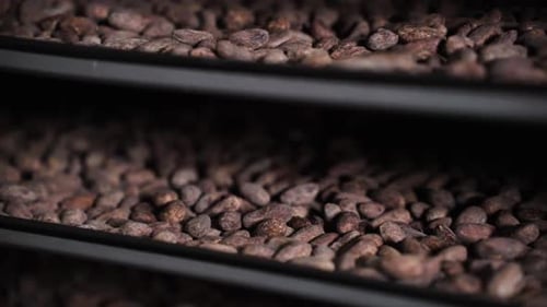 Raw Cacao Beans On Trays In Oven For Roasting In Factory. closeup shot