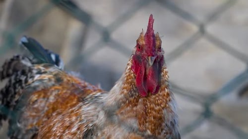 Close-up of rooster head with vivid red comb on farm