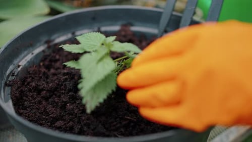 Planting Seedling into Soil in Pot Close Up