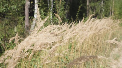 Tall Grass Blowing Gently in the Wind