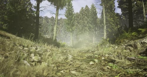 Misty Forest Path Winding Through Tall Trees During Peaceful Morning Hours