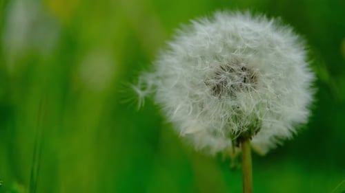 An extreme closeup of a 1 dandelion wild white full flower bloom.