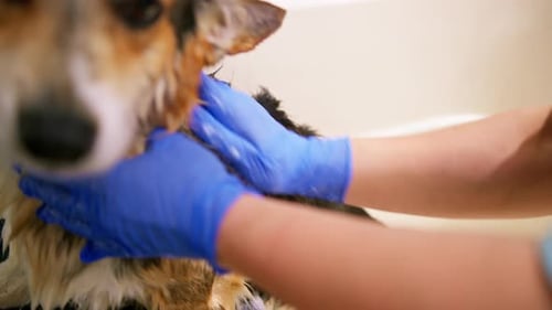 Dog Getting a Bath in a White Tub