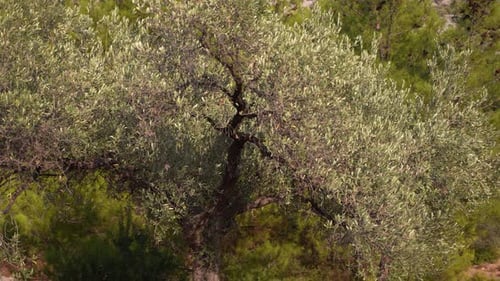 Olive Tree 42
