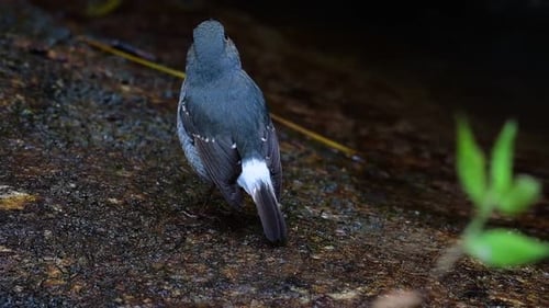 This female Plumbeous Redstart is not as colourful as the male but sure it is so fluffy as a ball of
