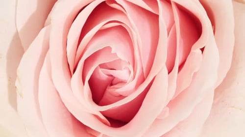 Delicate Pink Rose Close Up