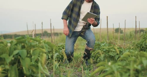 Agricultor coletando tabuleta de pesquisa cultivando vegetais em fazendas tecnológicas ou avícolas