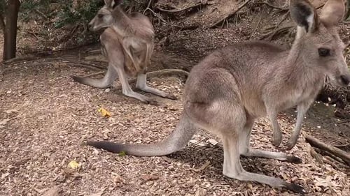 Wallabys kämpfen oder spielen in Australien. Eine generische Outback-Umgebung in einem offenen Planzoo
.