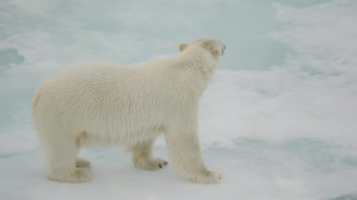 Solitary Polar Bear Traversing Frozen Sea Ice Pausing to Look Toward the Camera Amid a Stark Polar