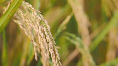 ear of rice in the rice paddy