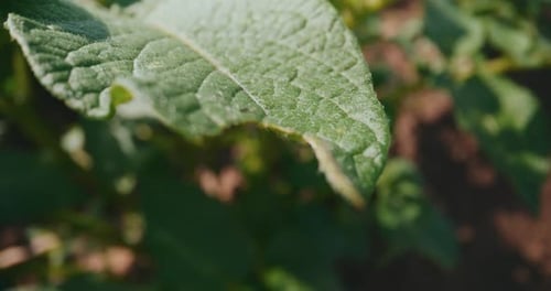 Close Up of a Green Leaf in a Field