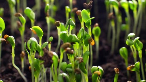 Timelapse of Plant Germination in Nature From the Ground