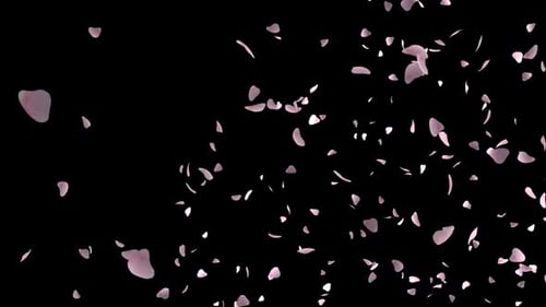 Scattering pink flower petals on black background