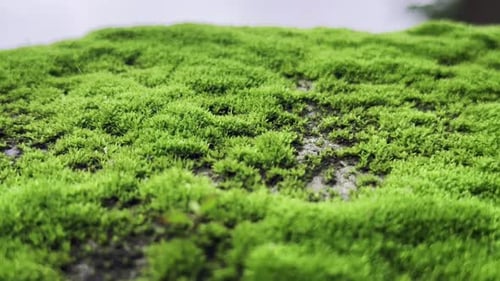 Teppichmoos mit weicher, üppiger Textur und leuchtend grüner Farbe