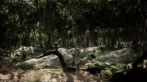Roots of a Tree in a Misty Forest