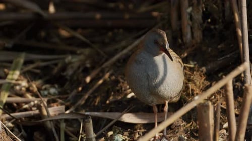 Close up of a Water Rail Bird Standing Still