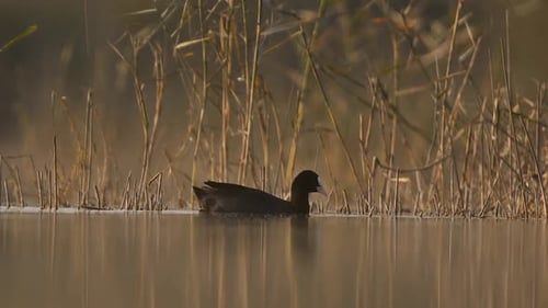 Eurasian Coot moving through shallow lake at sunset