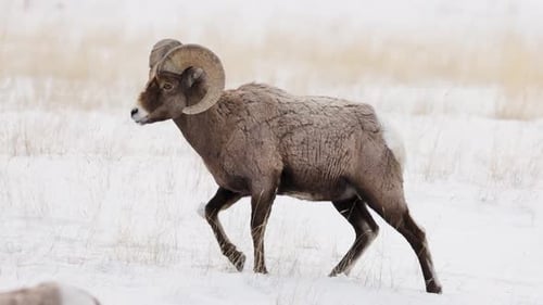 Bighorn sheep grazing in the Winter in Montana