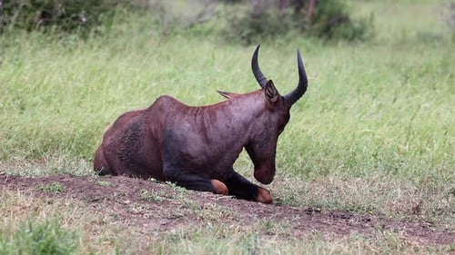 Lone Red hartebeest antelope lies on bare mound in African savanna