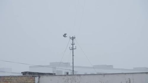 Raven Takes Flight from Utility Pole in Snow