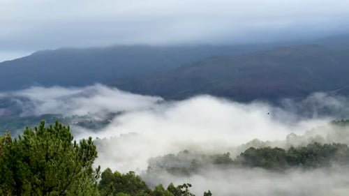 Misty Mountain Landscape, Lush Forest with Fog