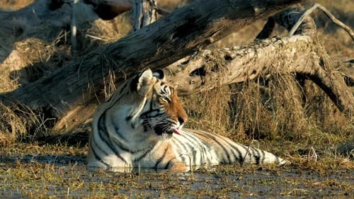 Bengal Tiger drinking and resting by a river stream in India