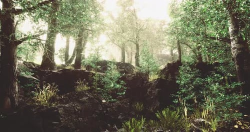 Lush Green Forest with Sunlight Filtering Through Trees in Serene Setting