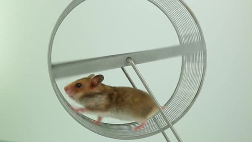 The Concept of Running in a Circle Useless Futile Movement