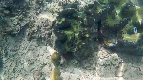 Rare palourdes géantes en gros plan sur l'île tropicale isolée de Bougainville, Papouasie-Nouvelle-Guinée