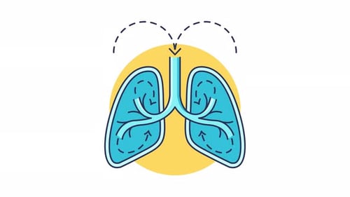 Human Respiratory Lungs Breathing System Looping Animation