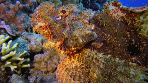 Schwimmen mit Skorpionfischen