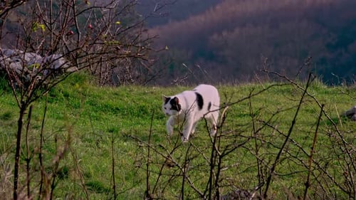 Black and white cat hunting in the mountain meadow