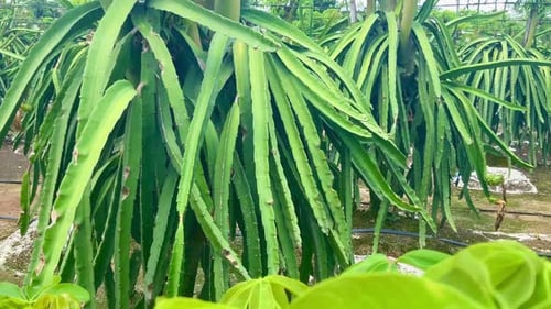 Dragon Fruit Farming in Tropical Location