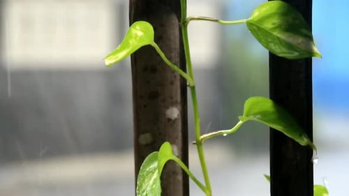 rain drops on a bamboo wall against with leave in dark foreground and heavy rain behind
