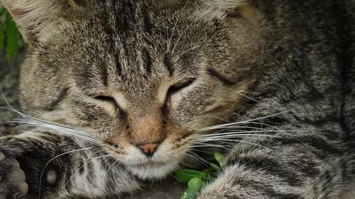 Resting Tabby Cat Drifts off to Sleep