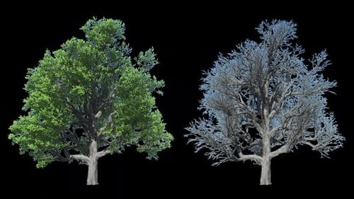 Trees On Alpha Animation