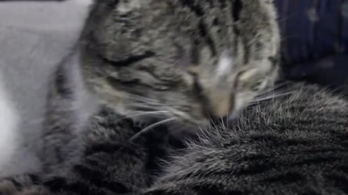 Tabby Cat Grooming Fur Close-Up Indoors
