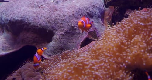 Clownfische schwimmen zwischen Korallenriffen in einem tropischen Aquarium, Unterwasserszene, lebendige Umgebung