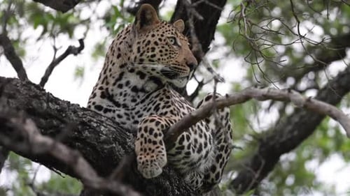 African Leopard on Tree Branch Resting and Looking Around, Slow Motion. Wild Animal in Natural