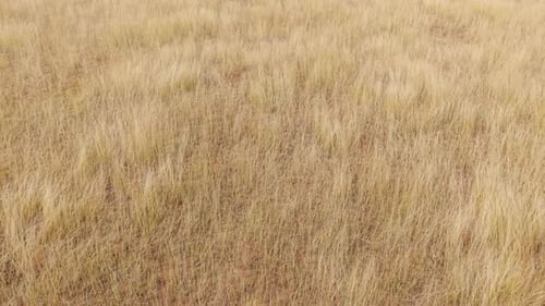 Abstract Aerial Texture of Dry Grass Field Background