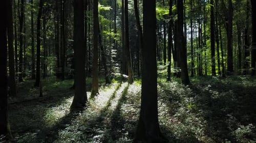 Luftaufnahme von Wald, Bäumen, Waldlandschaft, Landschaft